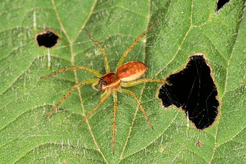 Dolomedes_fimbriatus_D4899_Z_90_Les Gris_Frankrijk.jpg